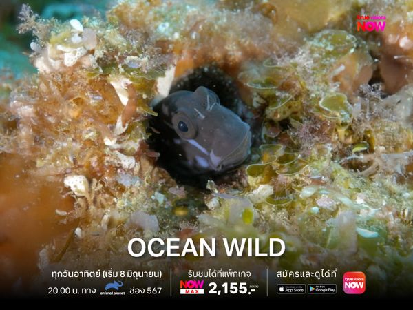 Ocean Wild