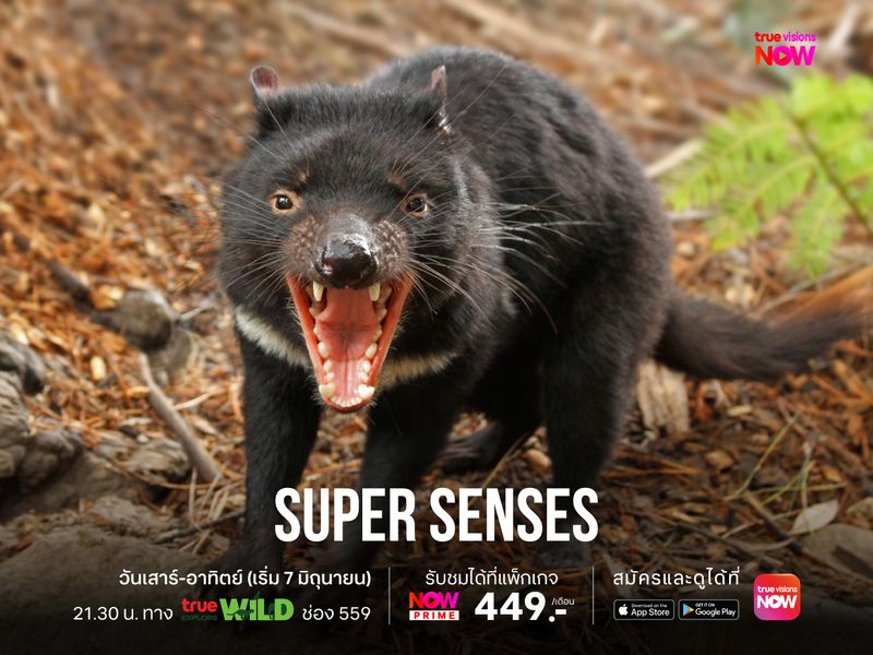 Super Senses