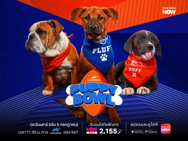 Puppy Bowl XXI กีฬาสีของเหล่าสี่ขาเริ่มต้นแล้ว!